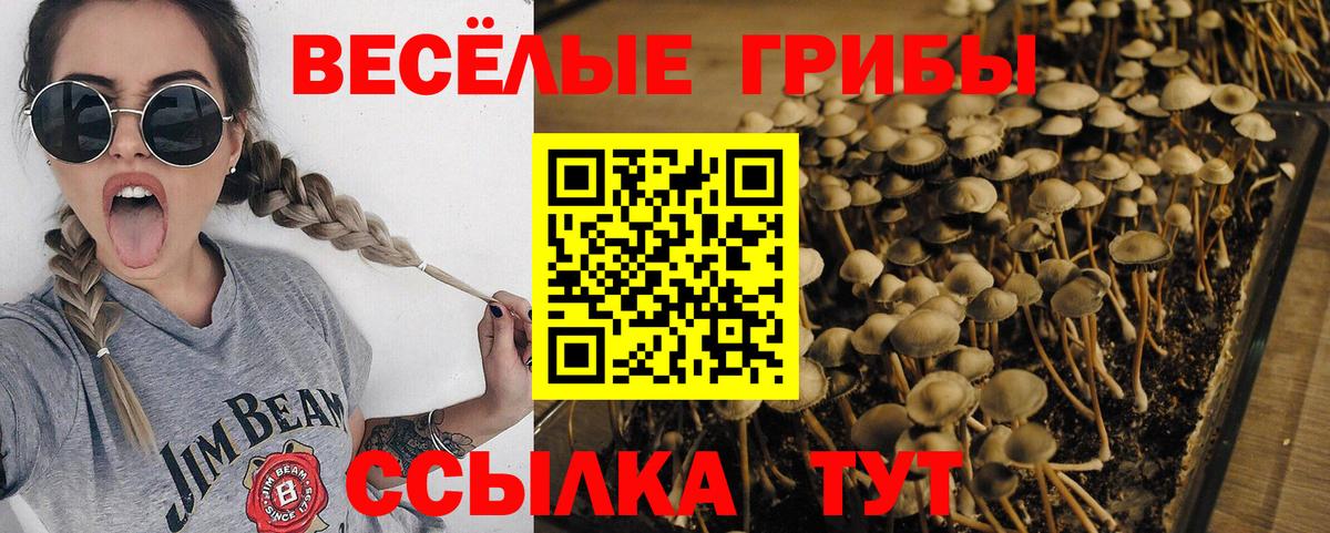 Псилоцибиновые грибы Cubensis  Псилоцибиновые грибы прущие грибы  Вход с VPN  Дюртюли 